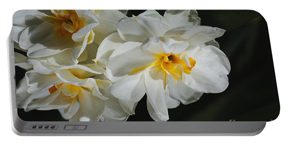 Daffodils Portable Battery Charger featuring the photograph Bunch Of Spring, Daffodils by Joy Watson
