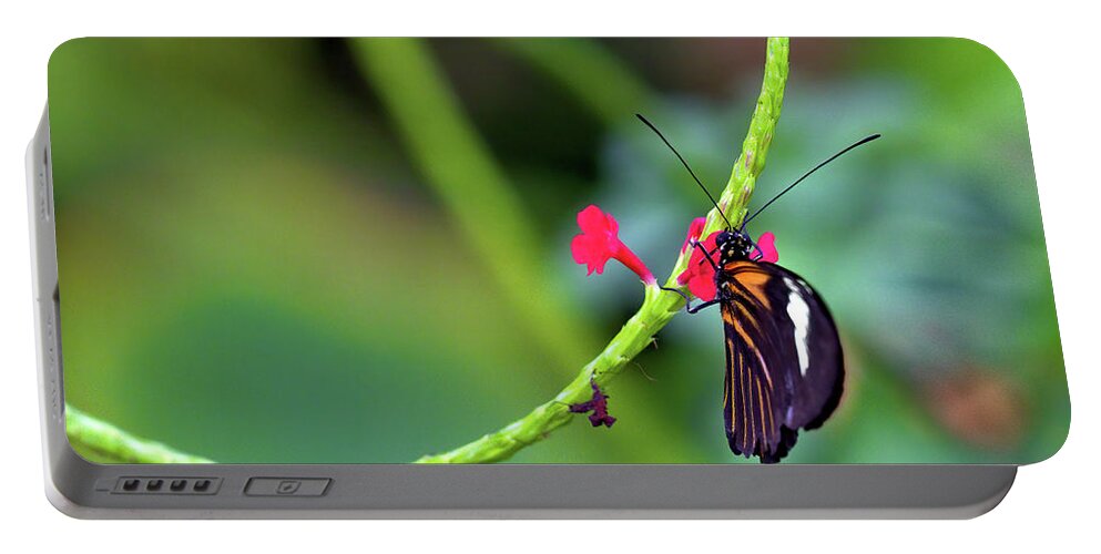 Butterfly Portable Battery Charger featuring the photograph Butterfly on a Stalk by Bob Falcone