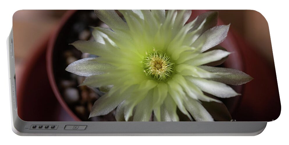 Gymnocalycium Denudatum Portable Battery Charger featuring the photograph Cactus in Blossom by Eva Lechner