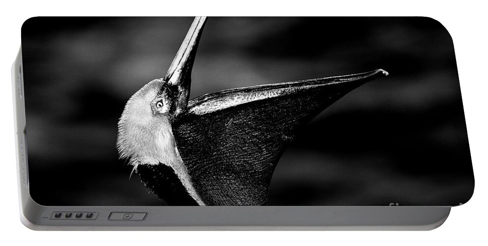 Pelicans Portable Battery Charger featuring the photograph The Dreamcatcher by John F Tsumas