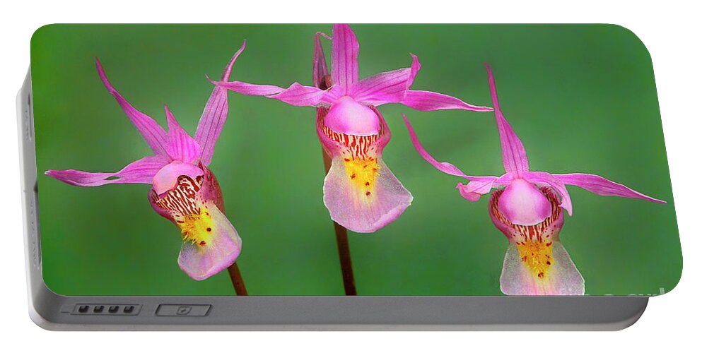 Dave Welling Portable Battery Charger featuring the photograph Calypso Orchids Calypso Bulbosa Wyoming by Dave Welling
