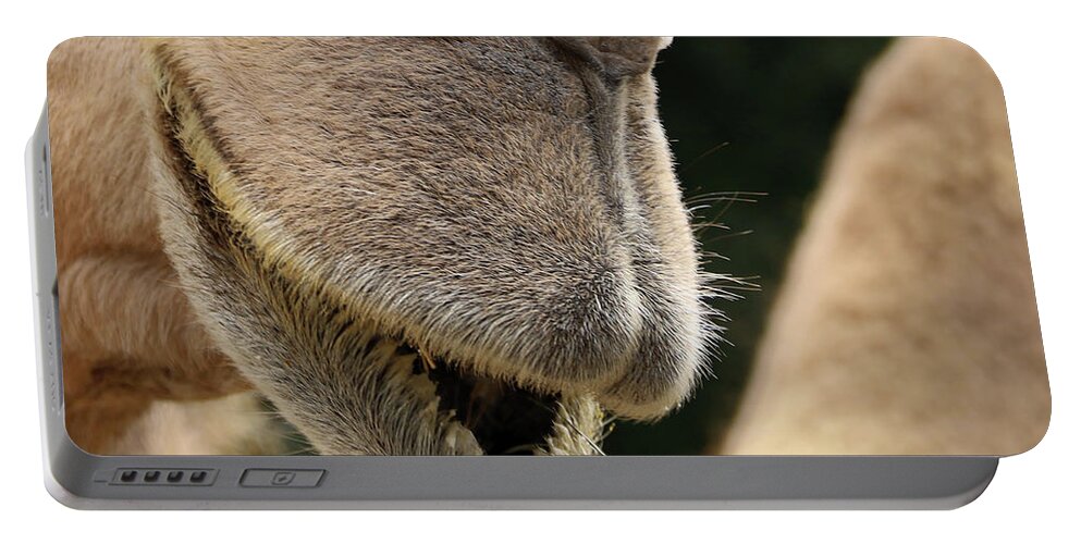 Camel Portable Battery Charger featuring the photograph Camel by M Kathleen Warren