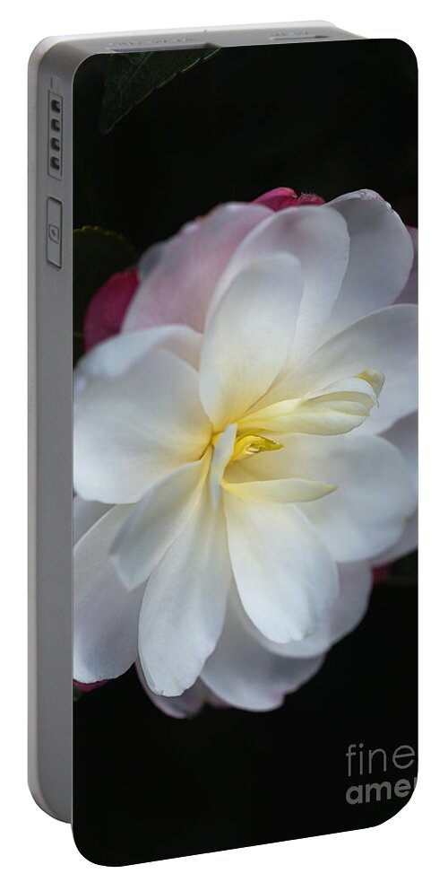Ericales Portable Battery Charger featuring the photograph Camellias Lushness Of Winter by Joy Watson