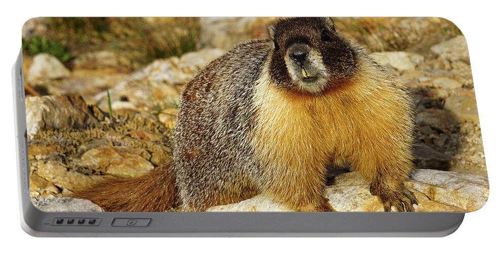 Marmot Portable Battery Charger featuring the photograph Camp Visitor by Brett Harvey