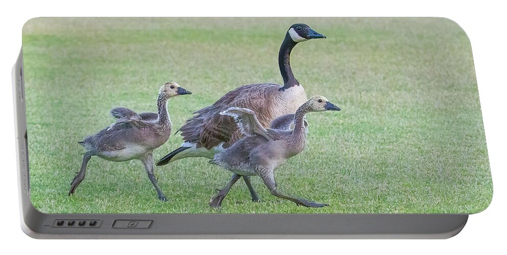 Canada Geese Portable Battery Charger featuring the photograph Canada Geese Adults and Goslings 8942-052022-3 by Tam Ryan