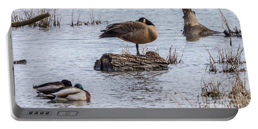 Canada Goose Portable Battery Charger featuring the photograph Canada Goose Sleeping On One Leg by Jennifer White