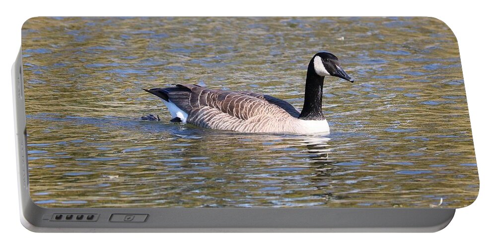 Canada Goose Portable Battery Charger featuring the photograph Canada Goose Swimming by Carol Groenen