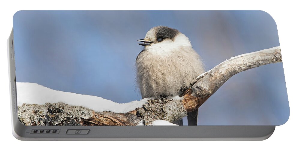 Algonquin Provincial Park Portable Battery Charger featuring the photograph Canada Jay by CR Courson