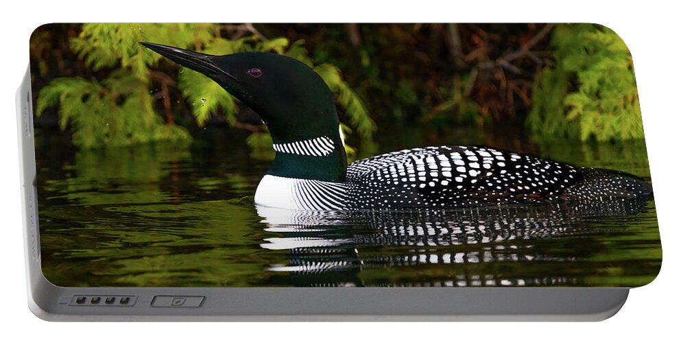 Loon Portable Battery Charger featuring the photograph Canadian Loon 2 by Ron Long Ltd Photography