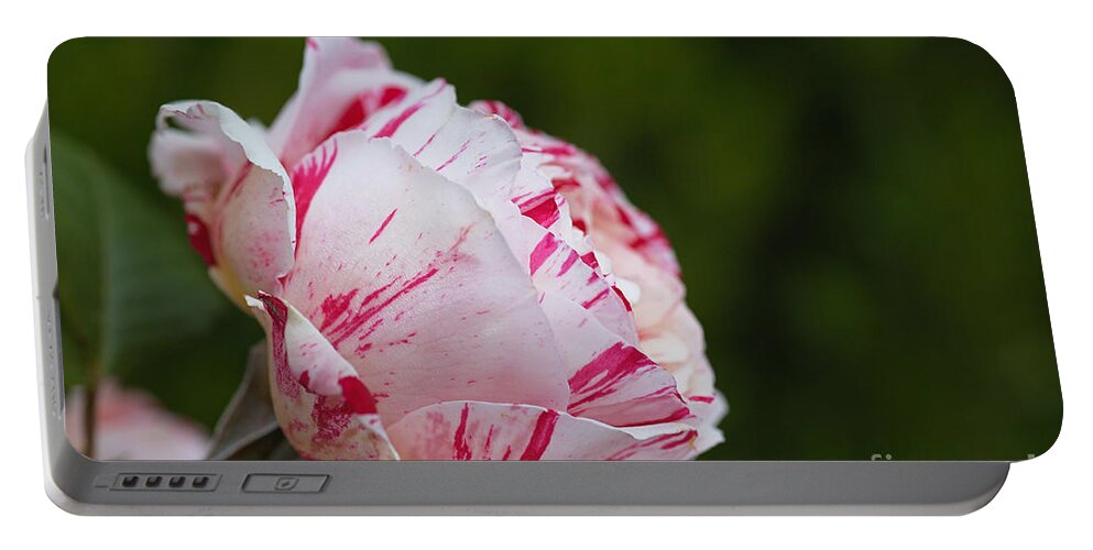Floribunda Rose Portable Battery Charger featuring the photograph Candy Pink Rose by Joy Watson