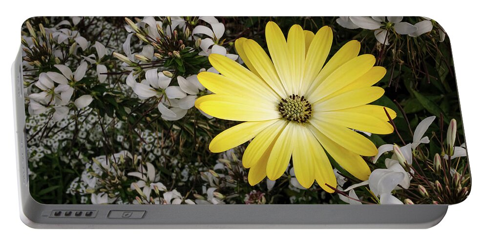 Flower Portable Battery Charger featuring the photograph Cape Marguerite by Anamar Pictures