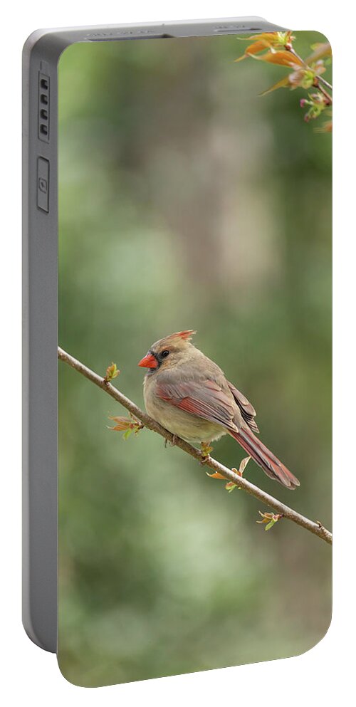 Cardinal Portable Battery Charger featuring the photograph Cardinal in Spring by Rachel Morrison