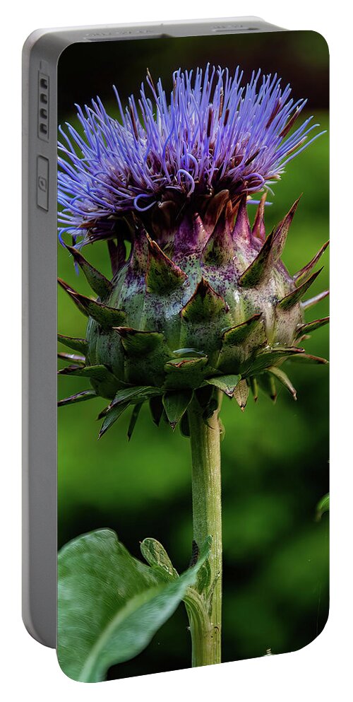 Flowers Portable Battery Charger featuring the photograph Cardoon by Flees Photos