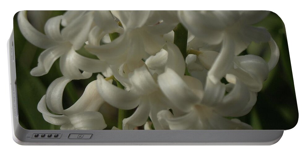 Hyacinth Portable Battery Charger featuring the photograph Carnegie Hyacinth - 1 by Jeffrey Peterson