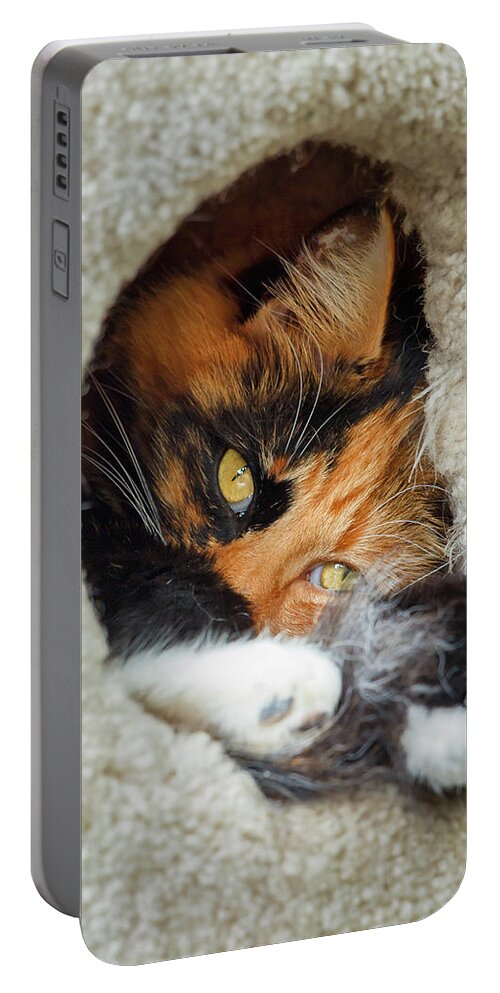 Cat Portable Battery Charger featuring the photograph Cat in the House by Rick Deacon