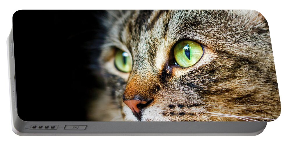 Cat Portable Battery Charger featuring the photograph Cat Stare by Rick Deacon