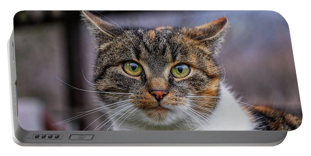 Liza Portable Battery Charger featuring the photograph Cat suprised face. Cat looks at camera. Colorful kitten standing on wooden parapet and looks into garden. She watch something. Domestic moggie on watch by Vaclav Sonnek