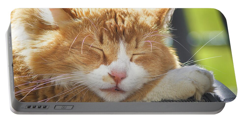 Animal Portable Battery Charger featuring the photograph Cat Taking A Nap by Claudia Zahnd-Prezioso