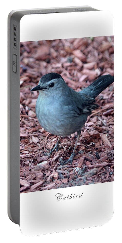 Bird Portable Battery Charger featuring the photograph Catbird by Dianne Morgado