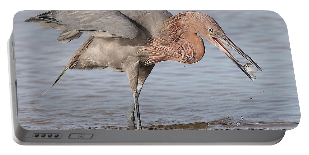 Reddish Egret Portable Battery Charger featuring the photograph Catch is not Secured Yet by Mingming Jiang