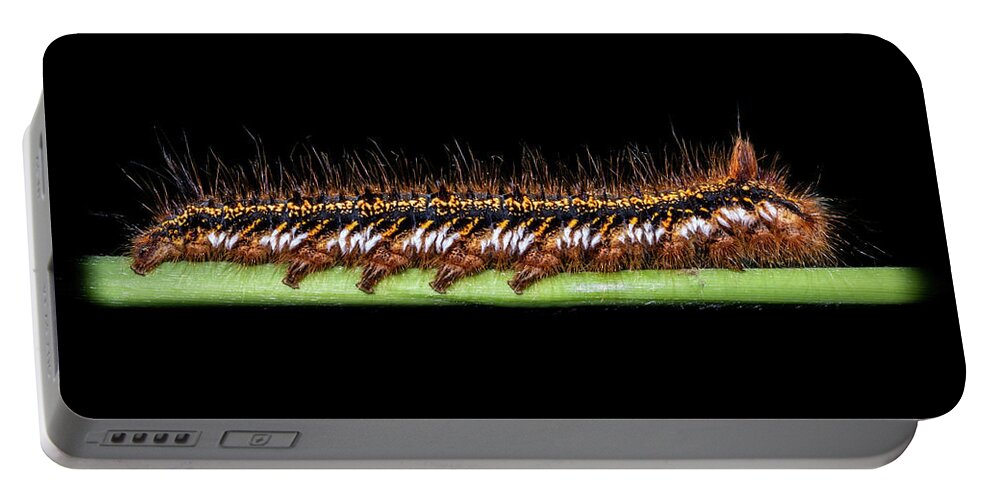 Animal Portable Battery Charger featuring the photograph Caterpillar by Stan Weyler