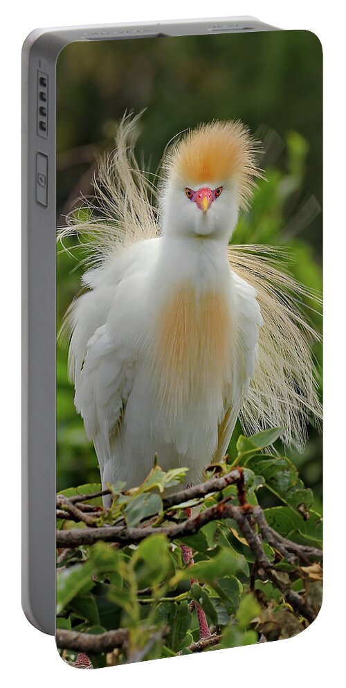 Cattle Egret Portable Battery Charger featuring the photograph Cattle Egret Fluff by Jennifer Robin