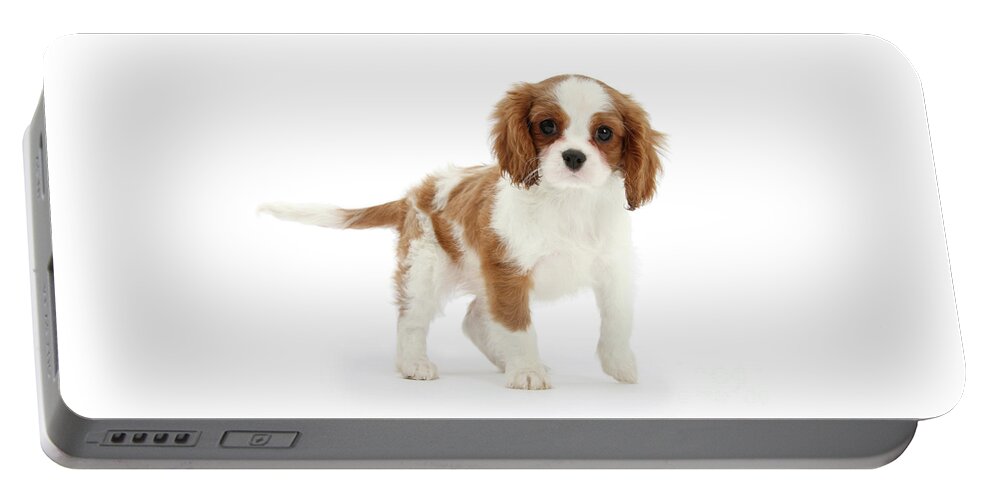 King Charles Spaniel Portable Battery Charger featuring the photograph Cavalier King Charles Spaniel pup by Warren Photographic