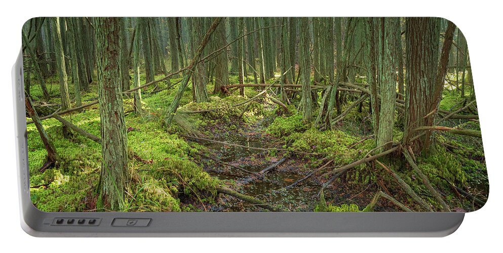 New Jersey Portable Battery Charger featuring the photograph Cedar Swamp at Franklin Parker Preserve by Kristia Adams