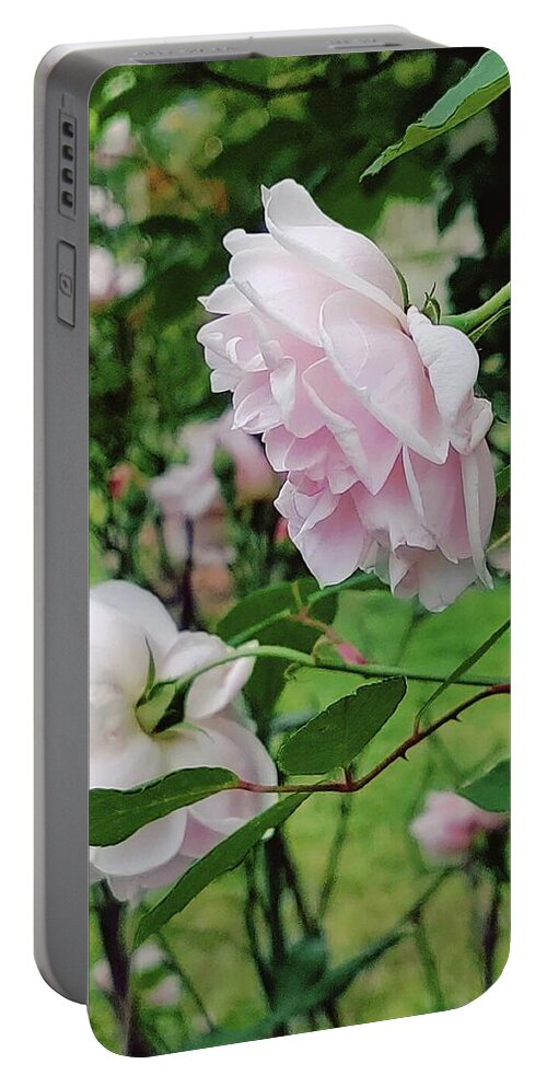 Old Fashioned Roses Portable Battery Charger featuring the digital art Charming Pale Pink Roses by Pamela Smale Williams
