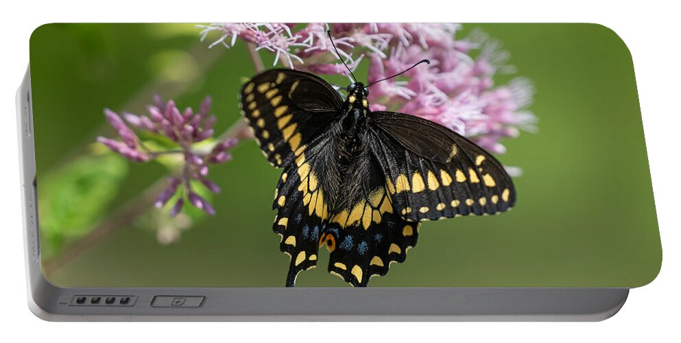 Butterfly Portable Battery Charger featuring the photograph Chasing Butterflies by Linda Bonaccorsi