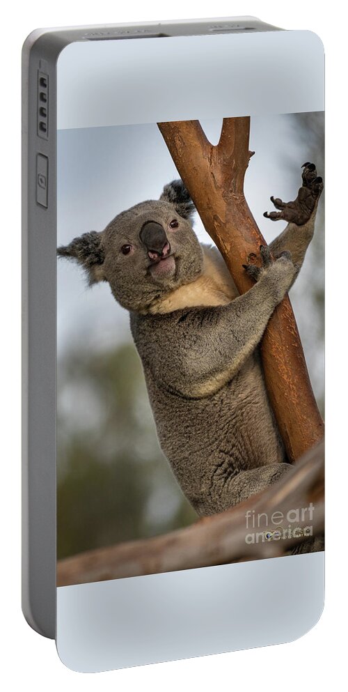 San Diego Zoo Portable Battery Charger featuring the photograph Check My Mighty Claw by David Levin