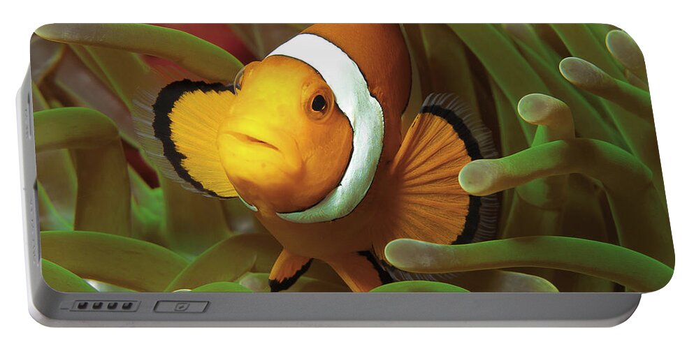 Clown Anemonefish Portable Battery Charger featuring the photograph Cheeky Nemo - Anemonefish - by Ute Niemann