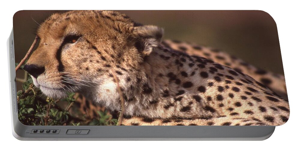 Cheetah Portable Battery Charger featuring the photograph Cheetah Looking for Prey by Russ Considine