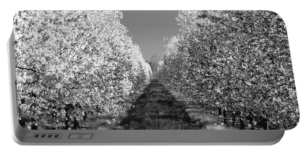 Cherry Orchard Portable Battery Charger featuring the photograph Cherry Blossom Perspective B W by David T Wilkinson