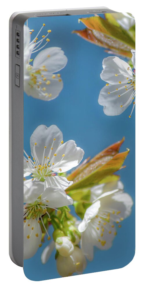 Flowers Portable Battery Charger featuring the photograph Cherry Blossoms by Christina Rollo