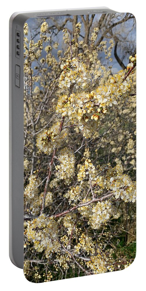 Cherry Creek Portable Battery Charger featuring the photograph Cherry Creek Trail Spring 2021 Study 4 by Robert Meyers-Lussier