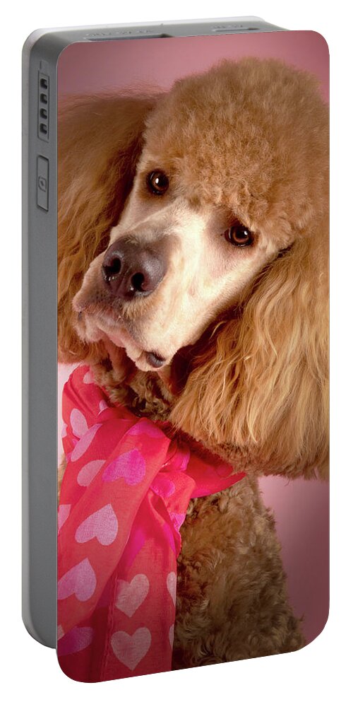 Poodle Portable Battery Charger featuring the photograph Chester Head Title by Rebecca Cozart
