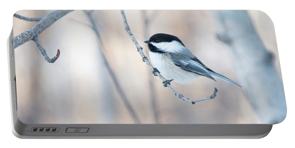 Chickadee Portable Battery Charger featuring the photograph Chickadee by Karen Rispin