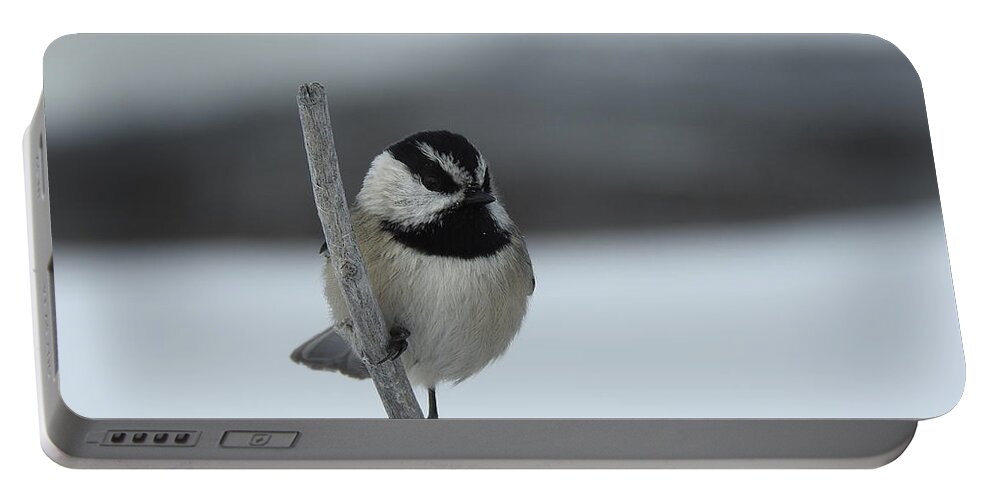 Black Capped Chickadee Portable Battery Charger featuring the photograph Chickadee by Nicola Finch