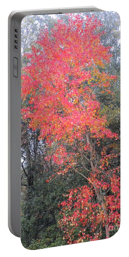 Chicken Tree Ablaze With Color Portable Battery Charger featuring the photograph Chicken Tree Ablaze With Color by Seaux-N-Seau Soileau