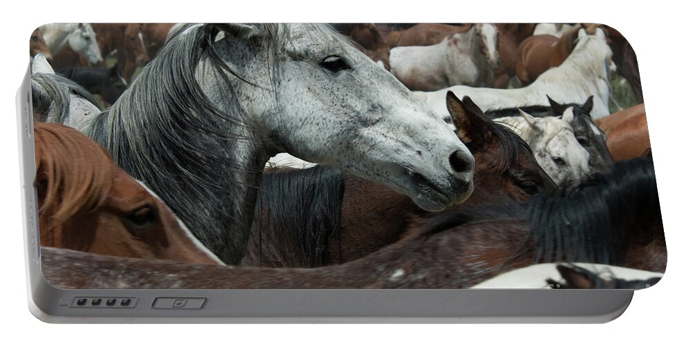 Herd Portable Battery Charger featuring the photograph Chief horse by Jody Miller