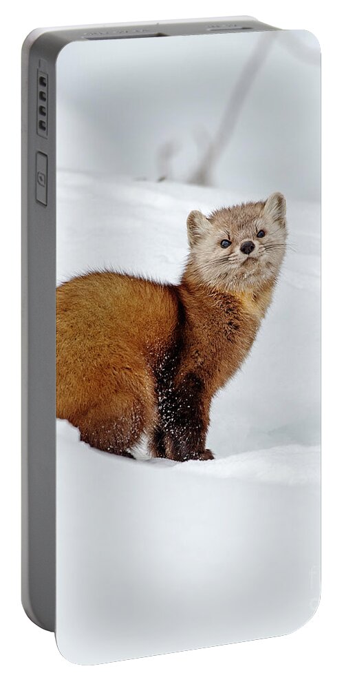 Nina Stavlund Portable Battery Charger featuring the photograph Chiefly Arboreal by Nina Stavlund