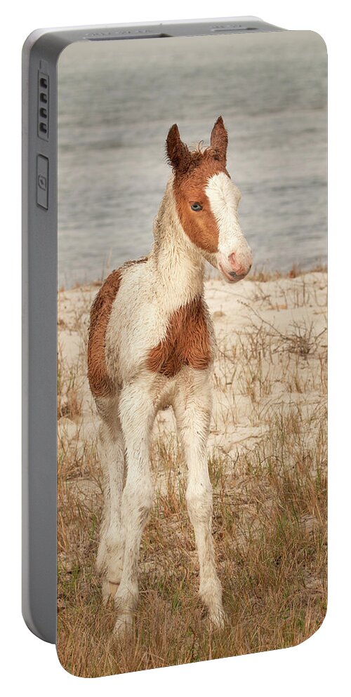 Animal Portable Battery Charger featuring the photograph Chincoteague Foal by Kristia Adams