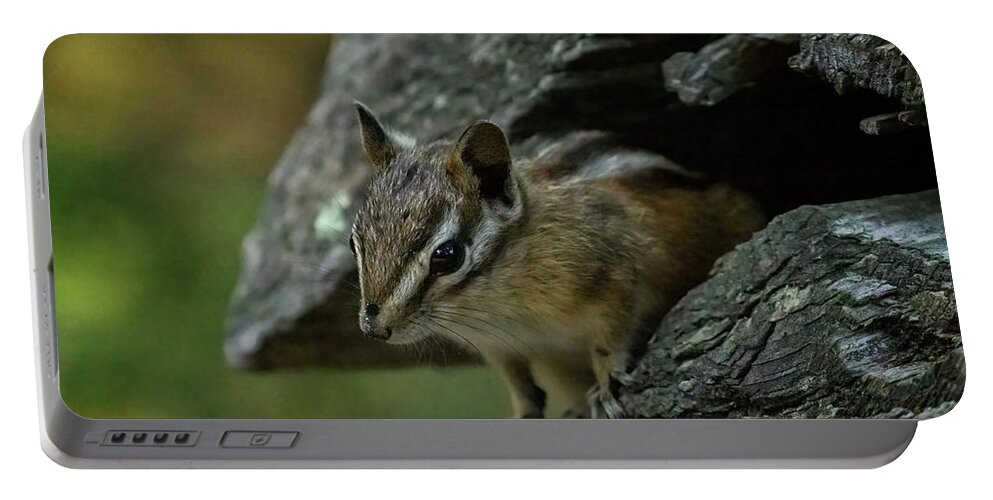 Chipmunk Portable Battery Charger featuring the photograph Chipmunk at String Lake by Belinda Greb