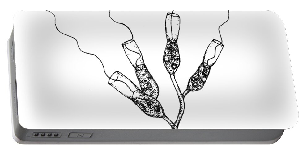 Protozoa Portable Battery Charger featuring the drawing Choanoflagellates by Kate Solbakk
