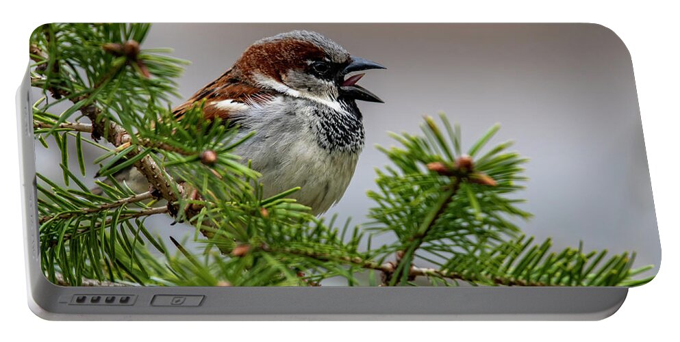 Bird Portable Battery Charger featuring the photograph Chirp by Cathy Kovarik