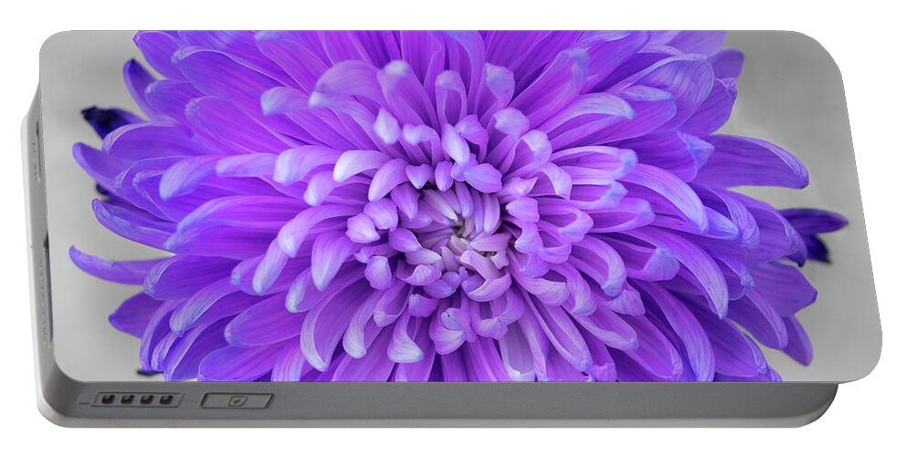 Floral Portable Battery Charger featuring the photograph Chrysanthemum Flower Joy-Purple by Renee Spade Photography