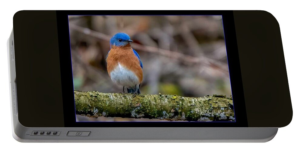 Bird Portable Battery Charger featuring the photograph Chubby Bluebird by Regina Muscarella