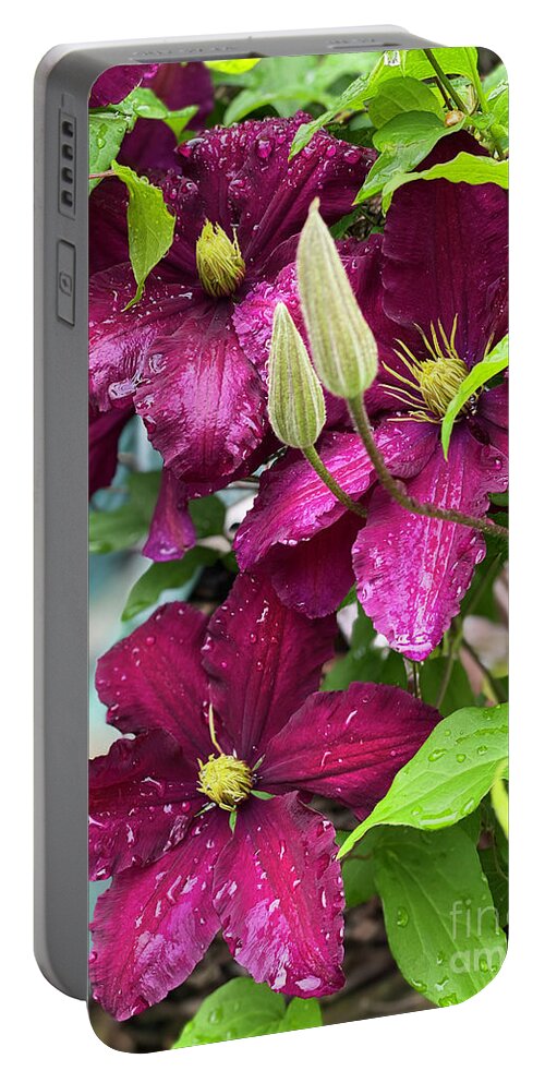 Clematis Portable Battery Charger featuring the photograph Clematis in the Rain by Jeanette French
