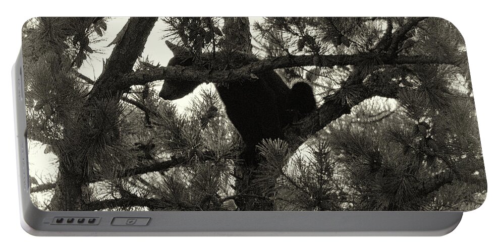 Bear Portable Battery Charger featuring the photograph Climbing Bear 4 by Phil Perkins